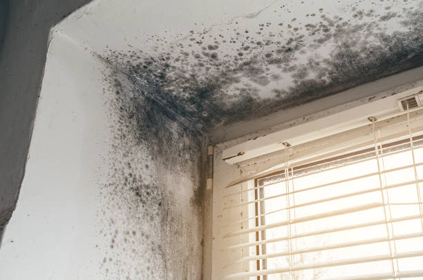Affordable Mold Cleanup solutions in Hillsboro, OR